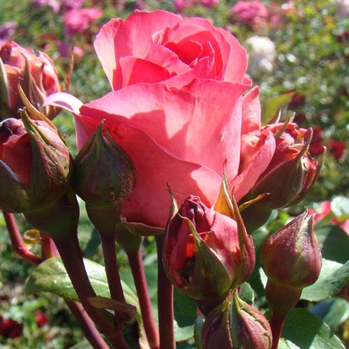 Rosa Day Dream - rosa - Árbol de Rosas Floribunda - rosal de pie alto- forma de corona tupida